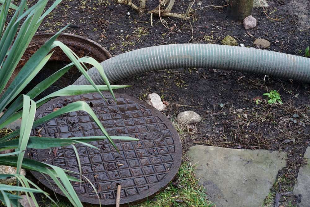 A garden scene in NY with an open manhole, a large hose from cesspool services Long Island inserted into the opening, nearby stones, wet soil, and green plants around the area.